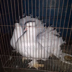 পায়রা সাদা রং