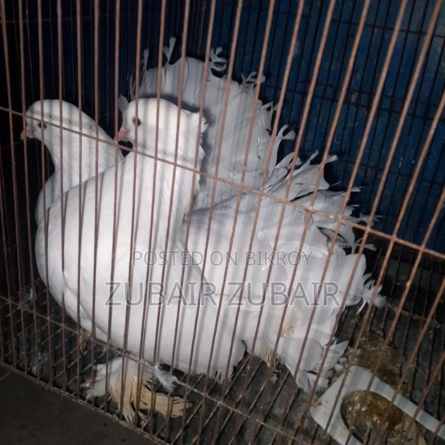 পায়রা সাদা রং