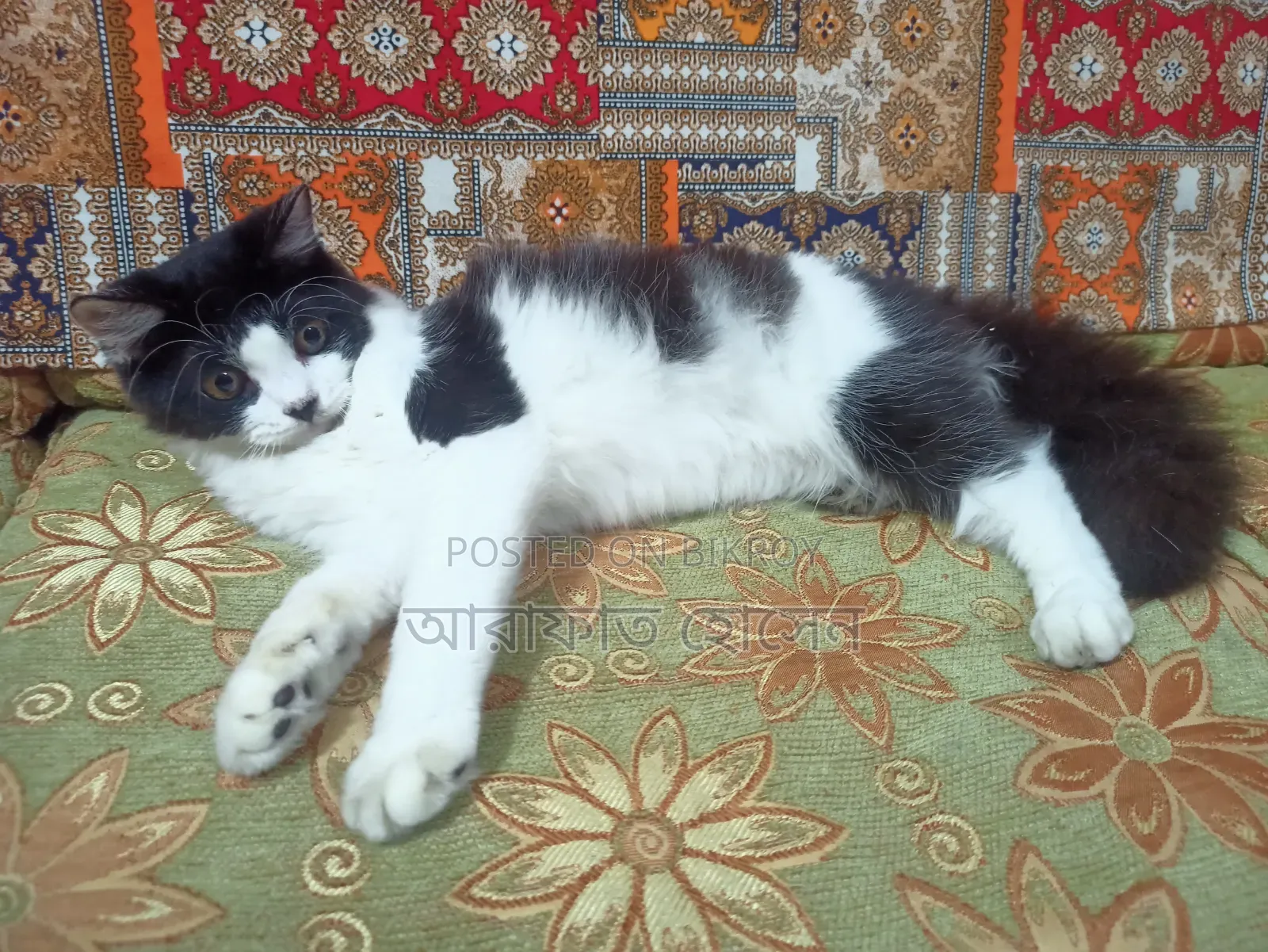 3-6 months Female Mixed Breed Persian