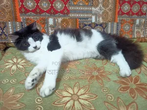 3-6 months Female Mixed Breed Persian