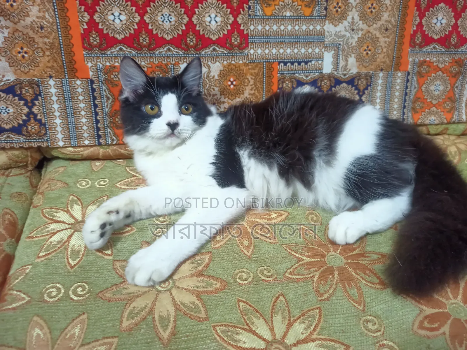 3-6 months Female Mixed Breed Persian