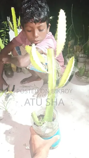 Ready Dragon Plant