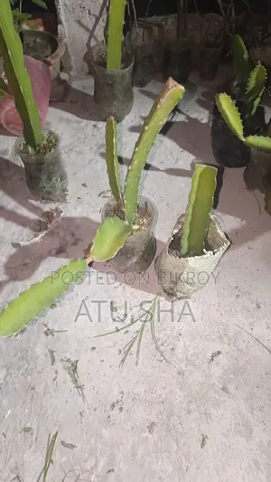 Ready Dragon Plant