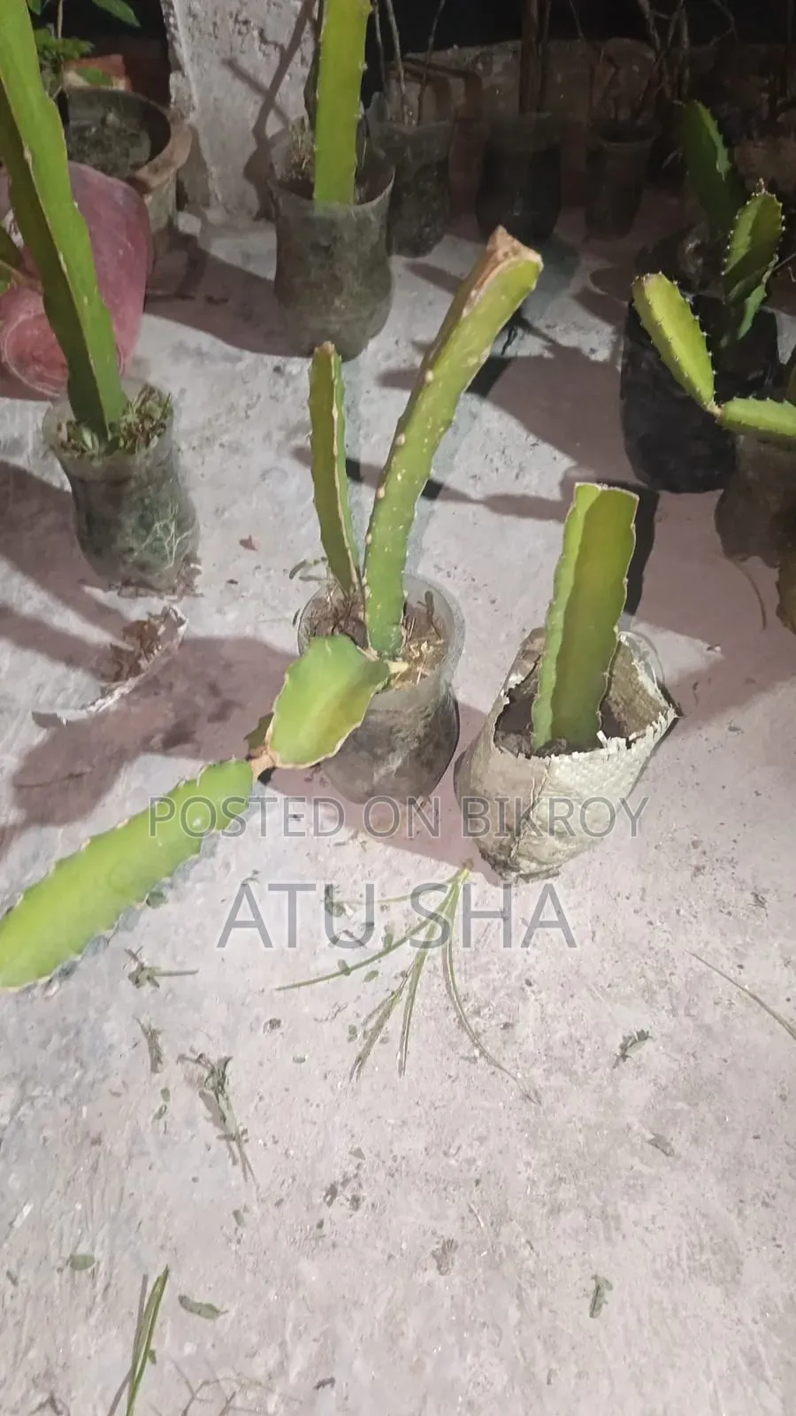 Ready Dragon Plant