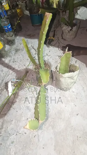 Ready Dragon Plant