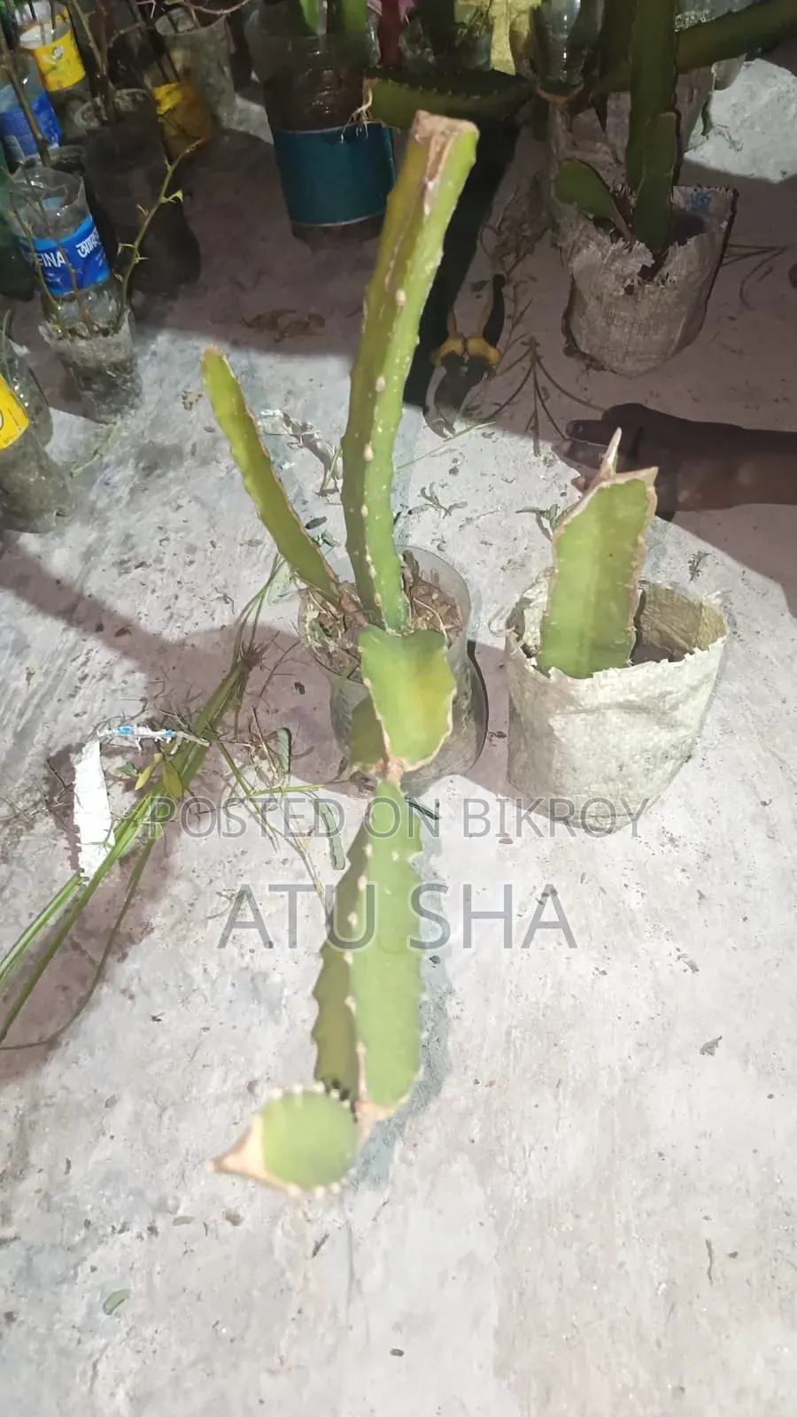 Ready Dragon Plant