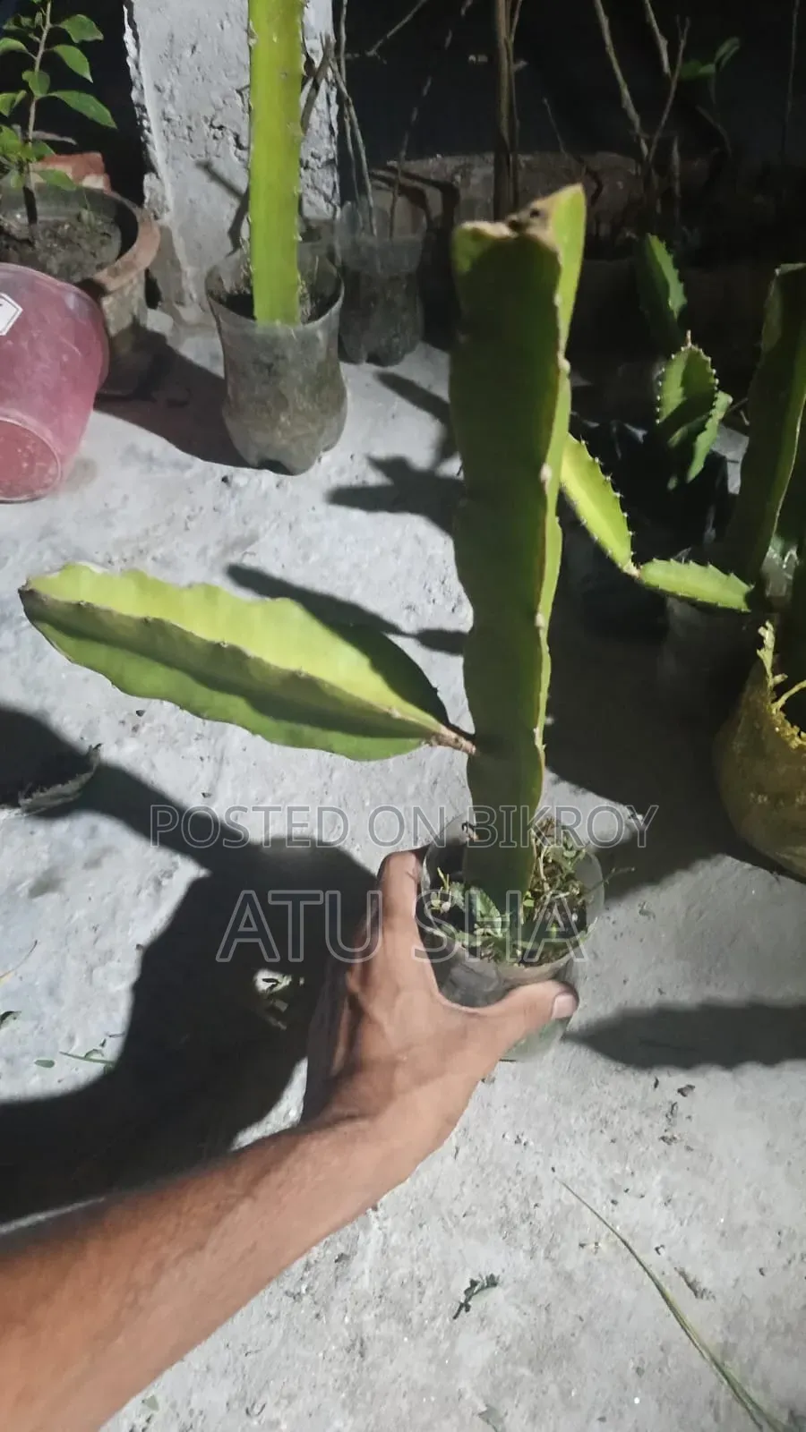 Ready Dragon Plant