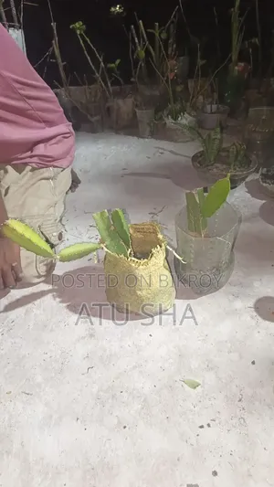 Ready Dragon Plant