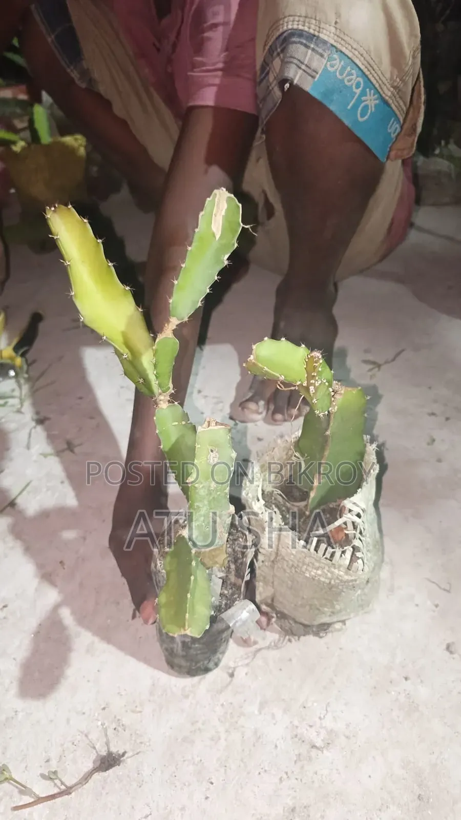 Ready Dragon Plant