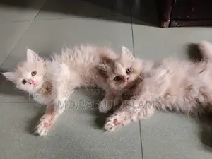 1-3 months Male Purebred Persian