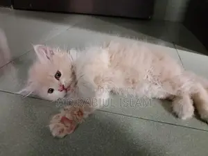 1-3 months Male Purebred Persian