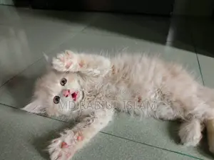 1-3 months Male Purebred Persian