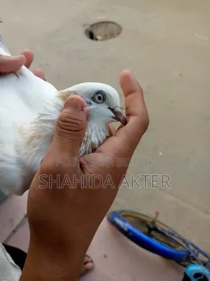 Kaldom Pigeon