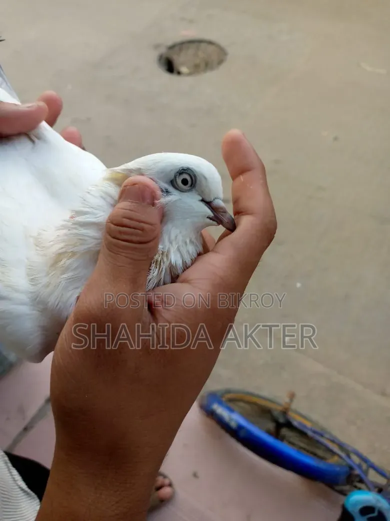 Kaldom Pigeon