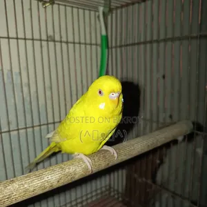 বাজরিগার পাখি