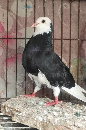 Male Pigeon. Location: Narayanganj