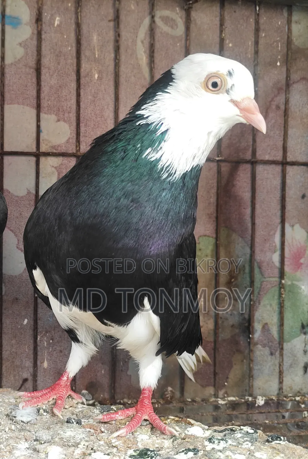 Male Pigeon. Location: Narayanganj