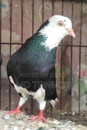 Male Pigeon. Location: Narayanganj