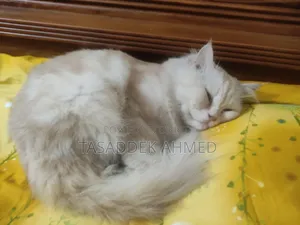 1+ year Male Purebred Persian