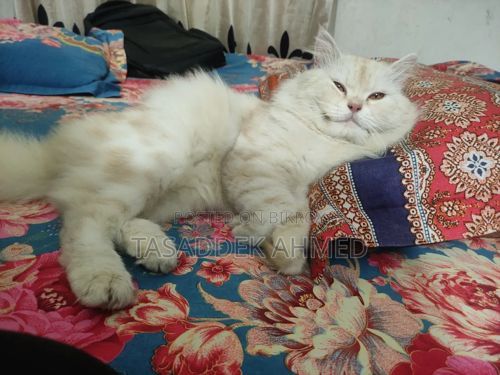 1+ year Male Purebred Persian