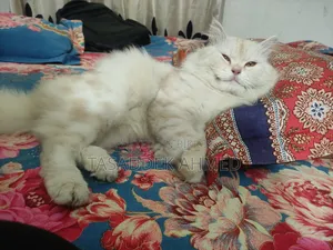 1+ year Male Purebred Persian