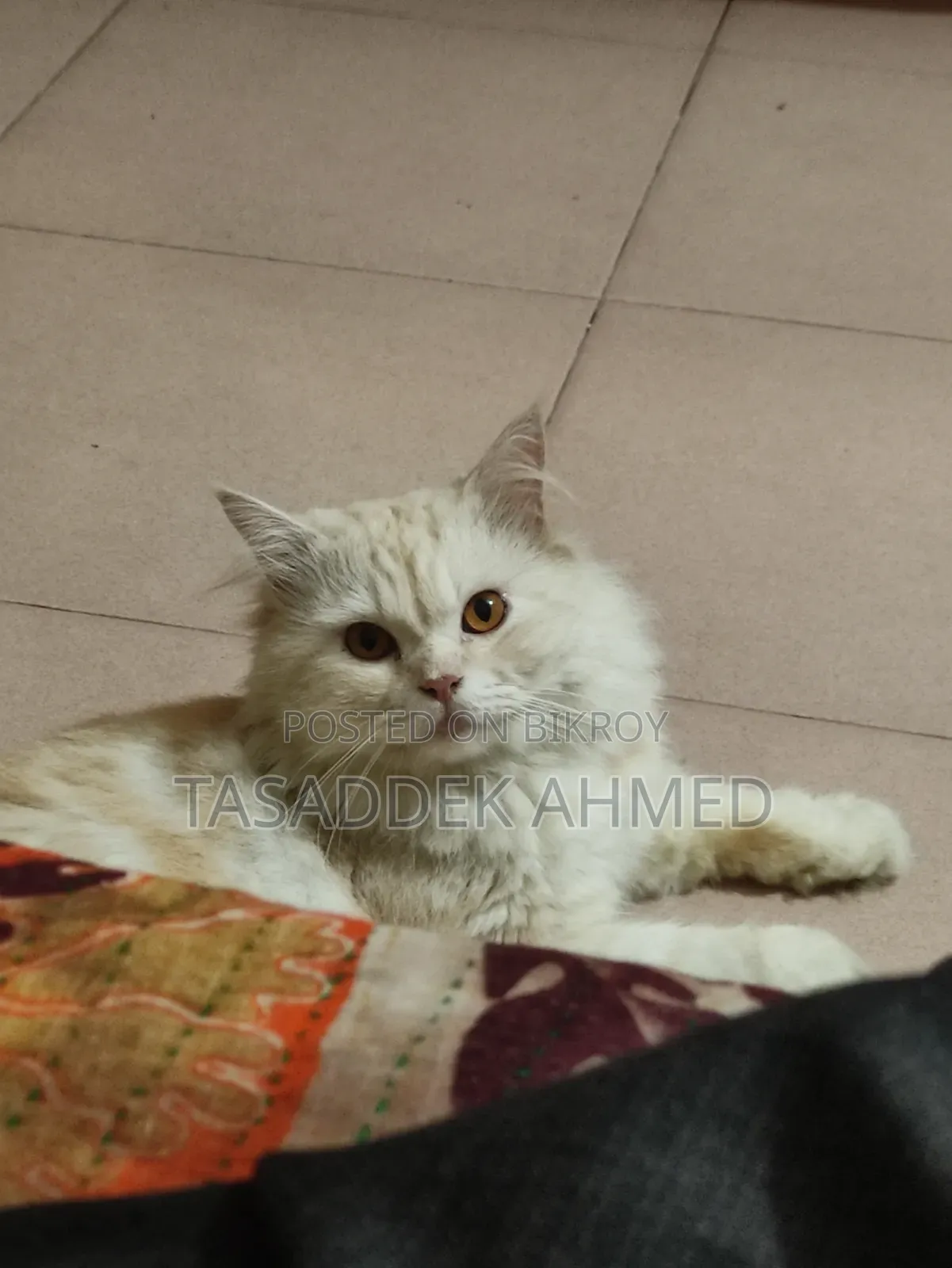 1+ year Male Purebred Persian