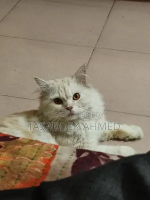 1+ year Male Purebred Persian