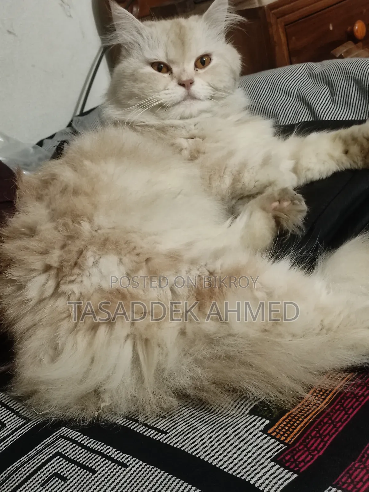 1+ year Male Purebred Persian