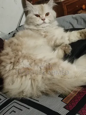 1+ year Male Purebred Persian