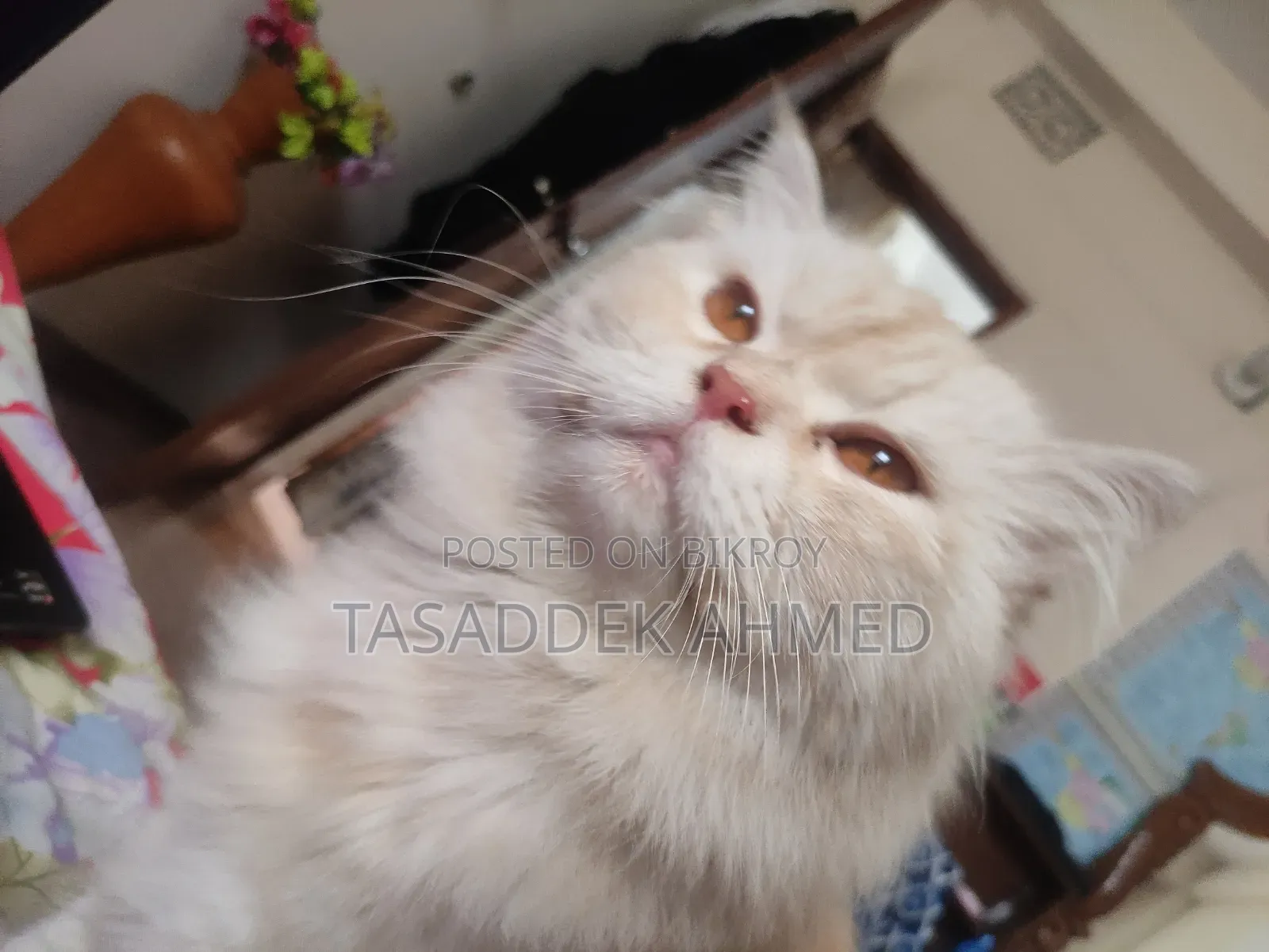 1+ year Male Purebred Persian
