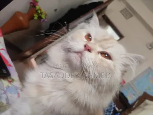 1+ year Male Purebred Persian