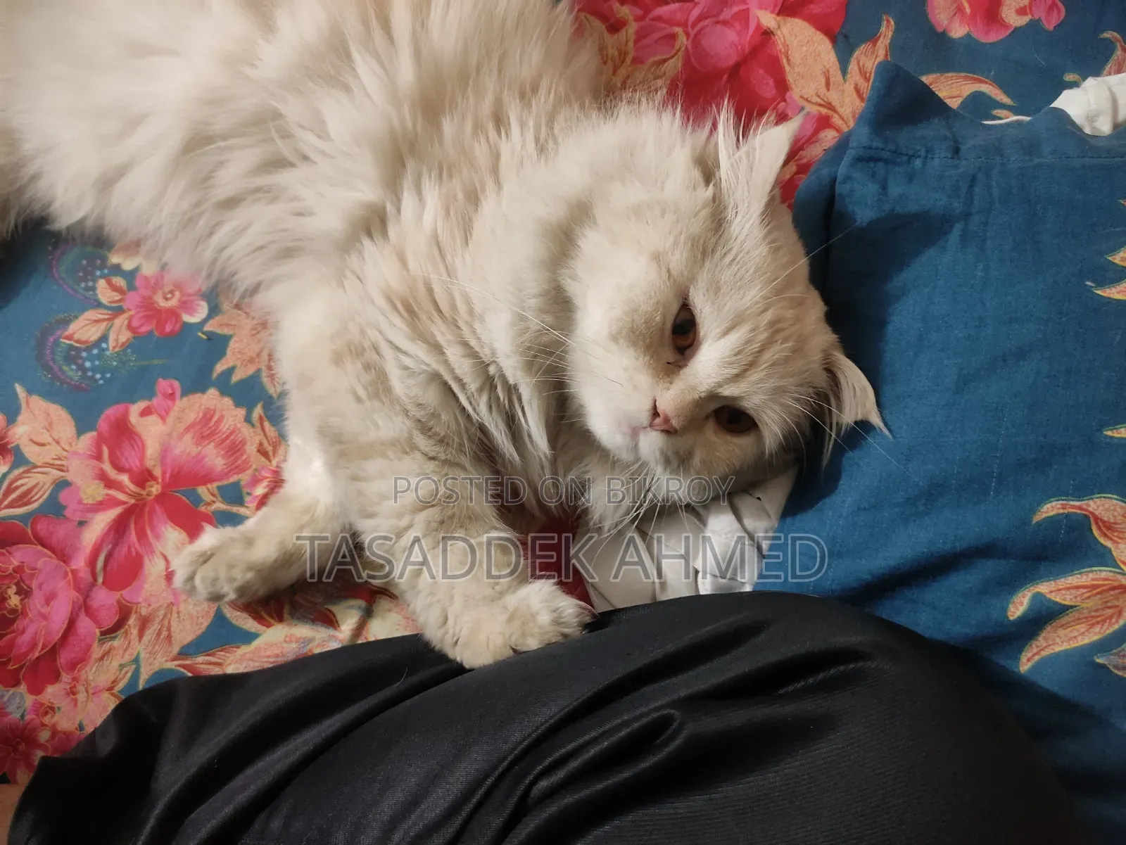 1+ year Male Purebred Persian