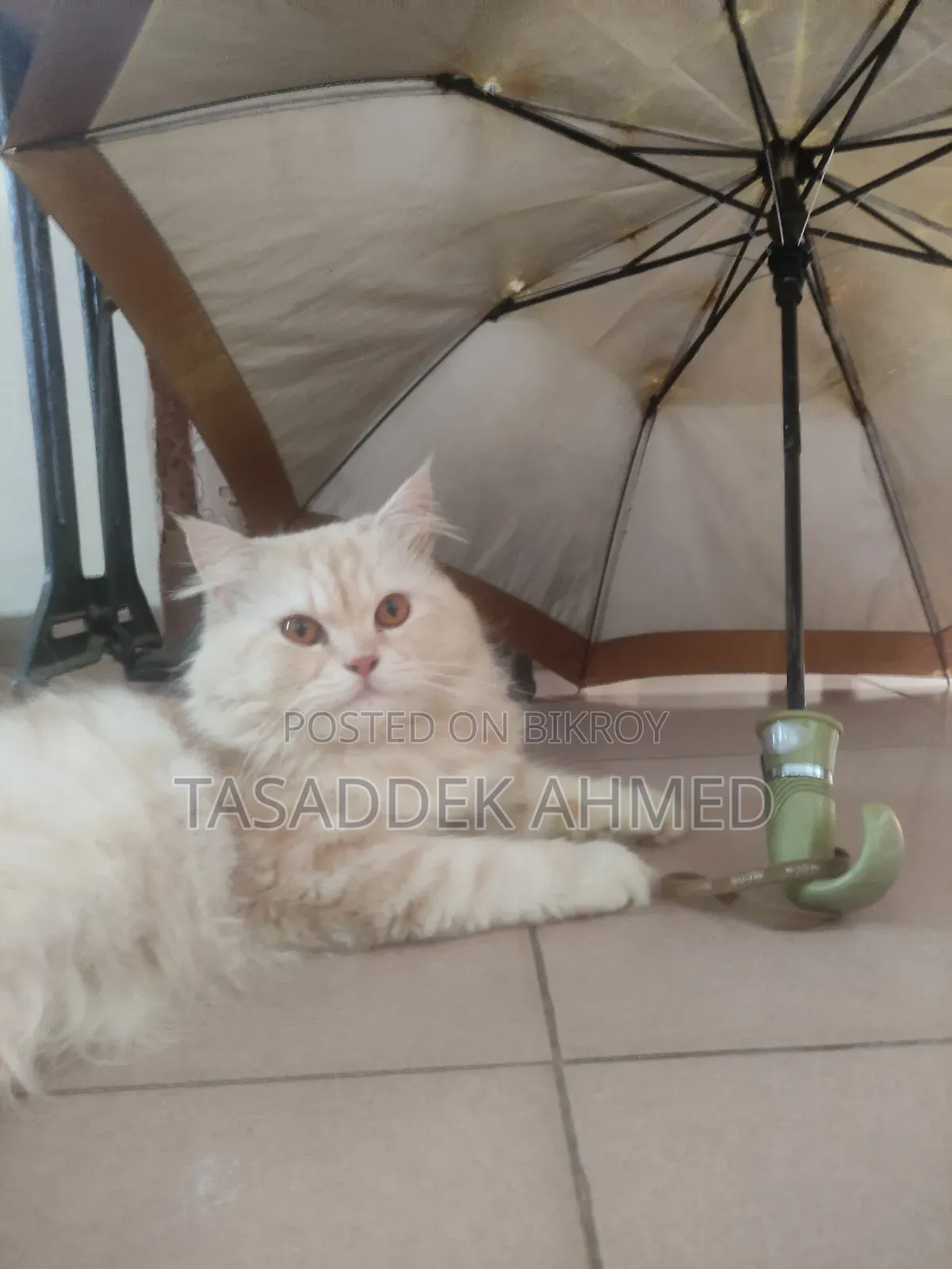 1+ year Male Purebred Persian