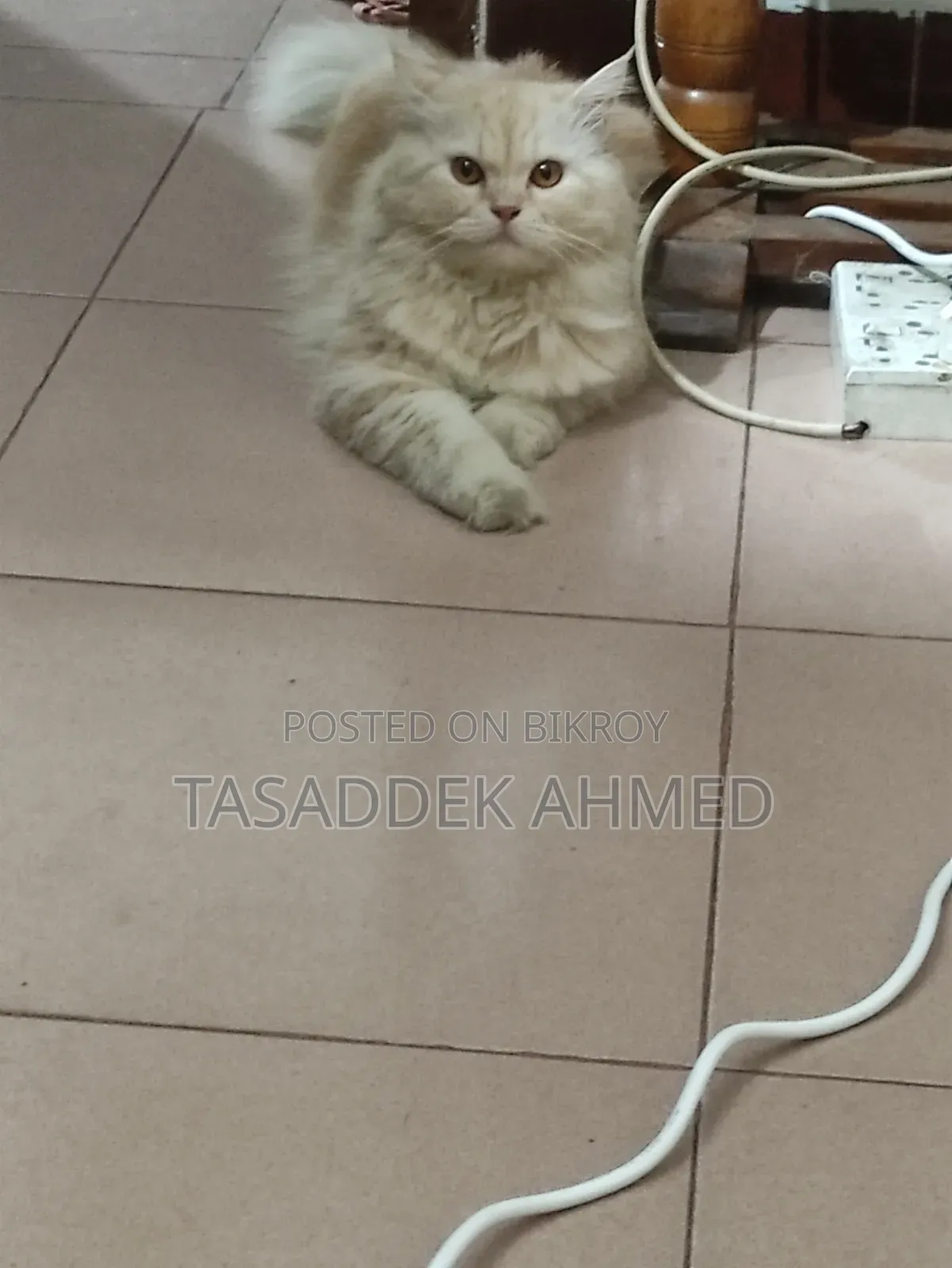 1+ year Male Purebred Persian