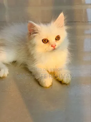 ০-১ মাস বয়সী পুরুষ খাঁটি পার্সিয়ান