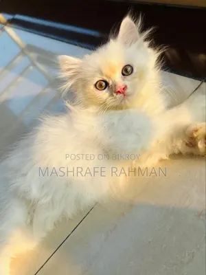 0-1 Month Male Purebred Persian