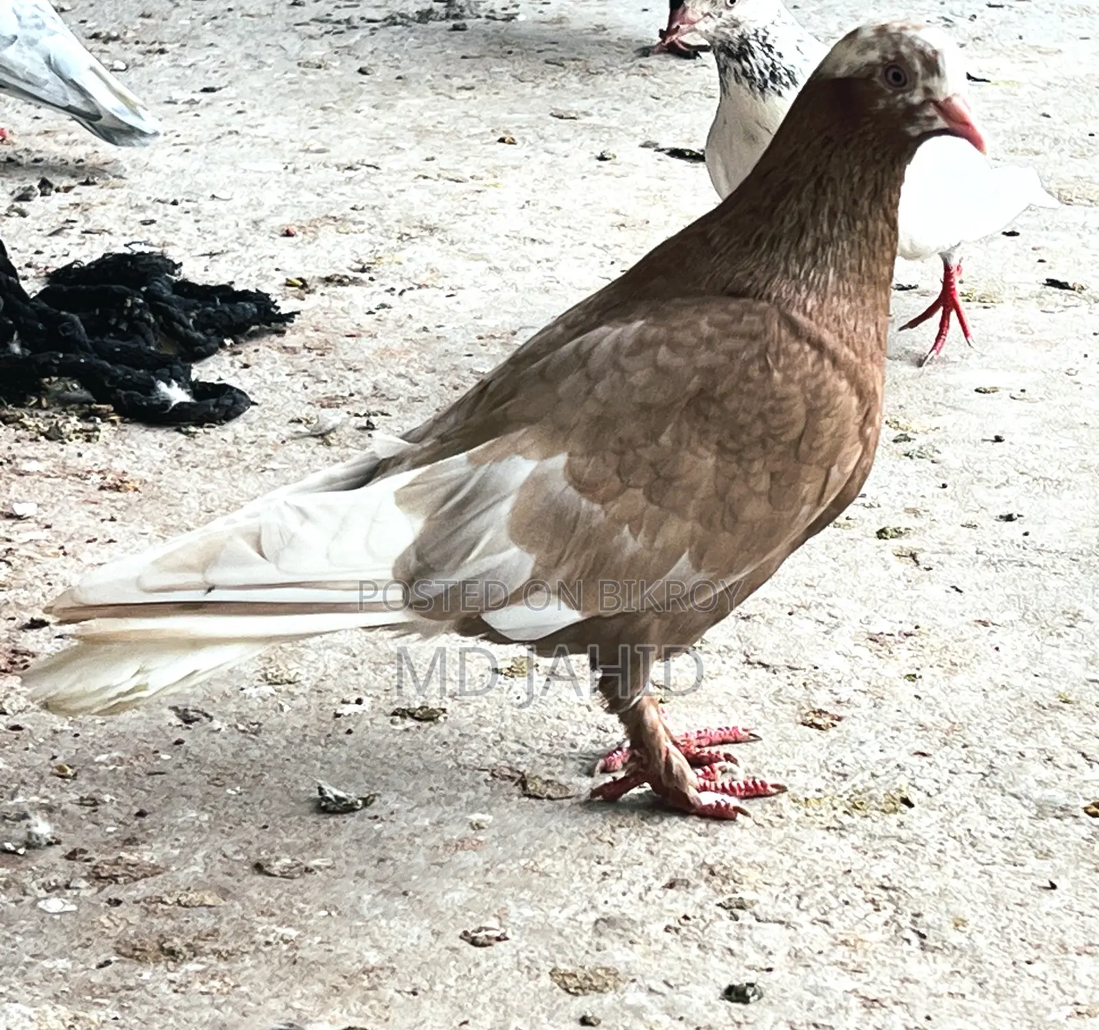 2 Male Fancy Pigeons