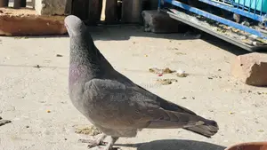 2 Male Fancy Pigeons