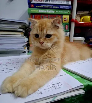 1-3 months Male Purebred Persian