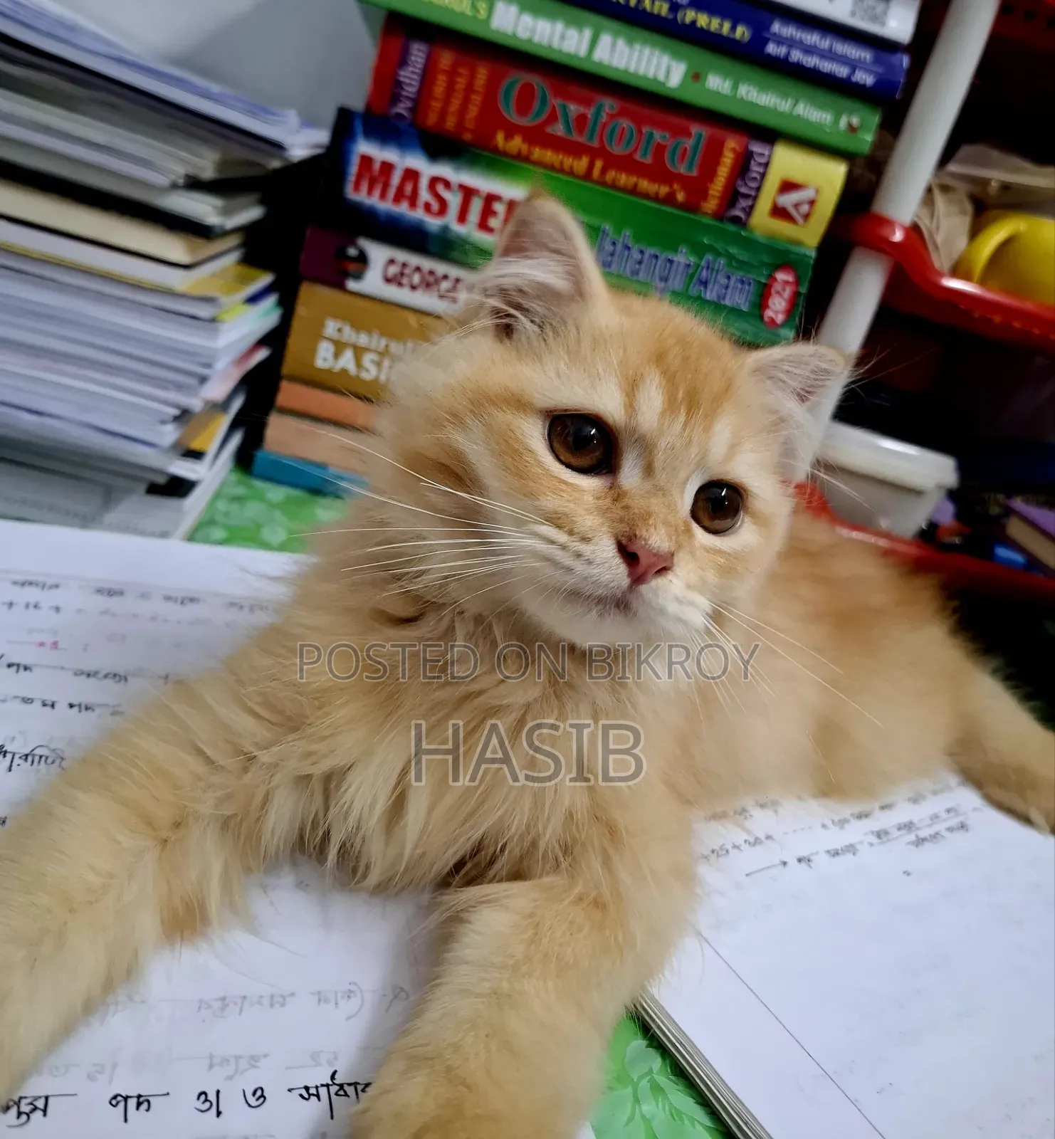 1-3 months Male Purebred Persian