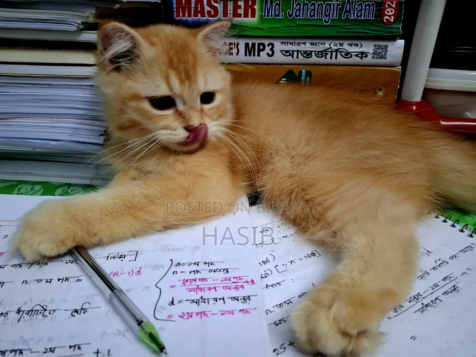 1-3 months Male Purebred Persian