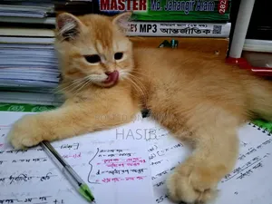 1-3 months Male Purebred Persian