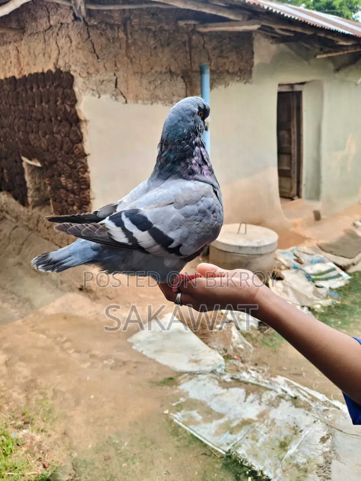 King Pigeon Pair