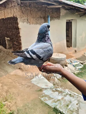 King Pigeon Pair