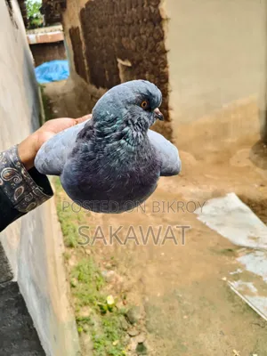 King Pigeon Pair