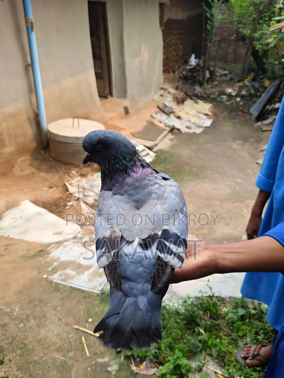 King Pigeon Pair