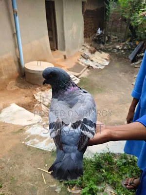 King Pigeon Pair