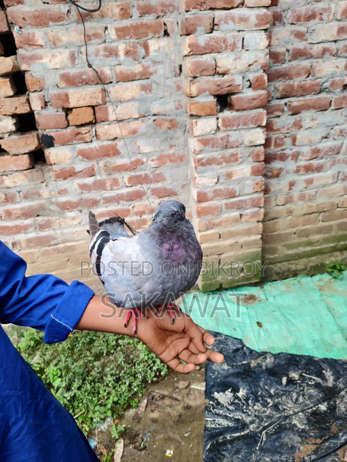 King Pigeon Pair
