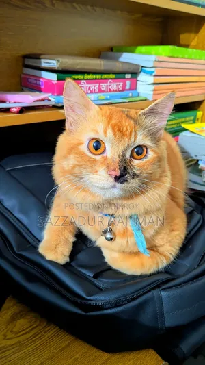 6-12 Months Male Mixed Breed Persian