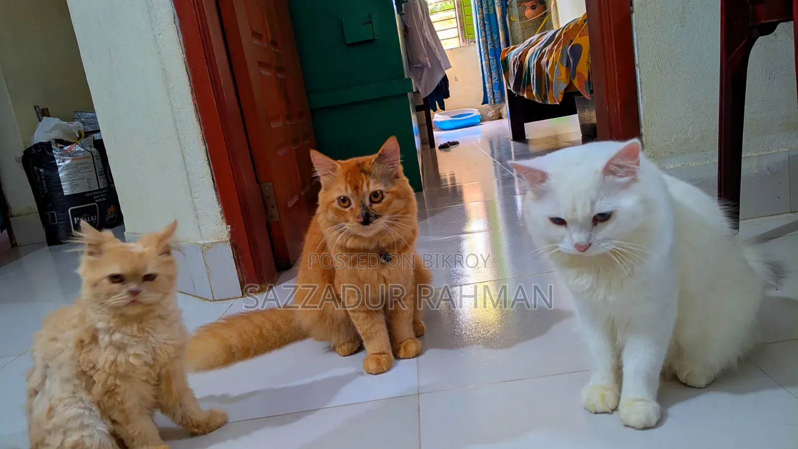 6-12 Months Male Mixed Breed Persian